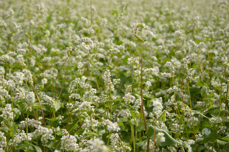 buckwheatの写真素材