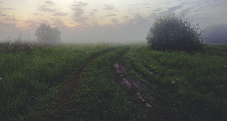 Foggy summer sceneの写真素材