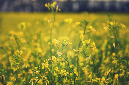 Blooming rapeseedの写真素材