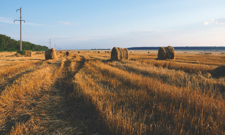 Field after harvesting.Straw bales at sunrise.の写真素材