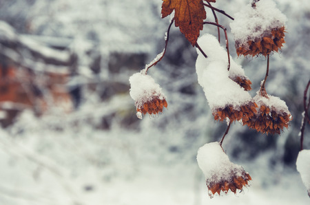Snow-covered fruits of ninebark (Physocarpus opulifolius)の写真素材