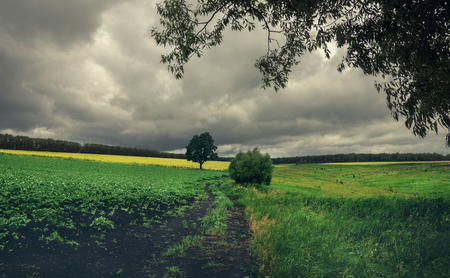 Cloudy summer landscape with ground countryside road.Potato field.Overcast sky.の写真素材