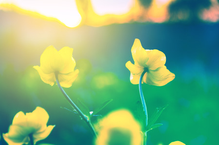 Spring forest landscape with gentle soft colors.Yellow flowers of globeflower (Trollius europaeus) on a blurred background of setting sun.の写真素材