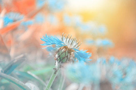 Blue blooming cornflower (Centaurea) on a blurred multicolored soft background.の写真素材