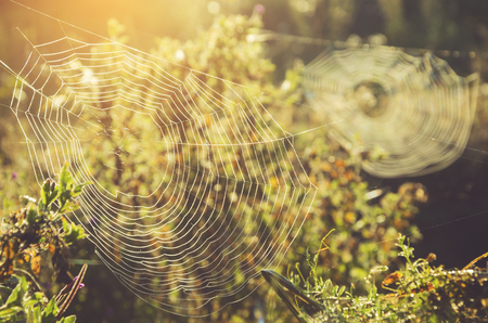 Close up of two spider web on a sunny summer morning. Focus on a foreground.の写真素材