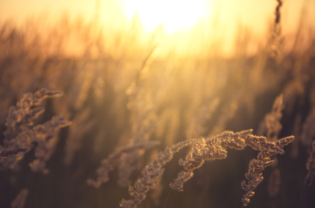 Golden light of setting sunの写真素材