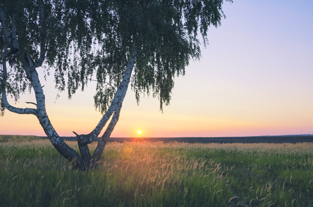 Beautiful summer scene with lonely growing birch tree on a background of setting sun and sunset sky.の写真素材