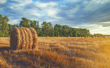 Hay bales on the field after harvestingの写真素材