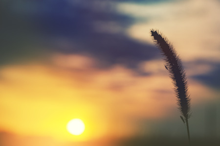 Grass on a background of sunset skyの写真素材
