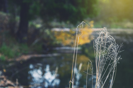 Dry stems of grass with blur background.