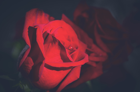 Beautiful red rose illuminated by the sunの写真素材