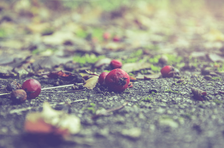 Red hawthorn berries background.の写真素材