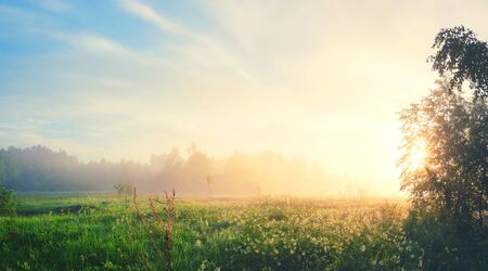 Foggy meadowの写真素材
