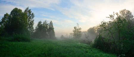 Foggy meadow