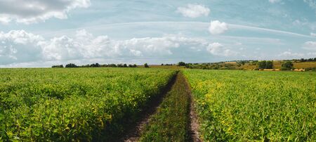 Country road passing through the green soy fieldの写真素材