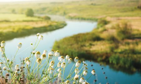 Sunny summer scene with daisiesの写真素材