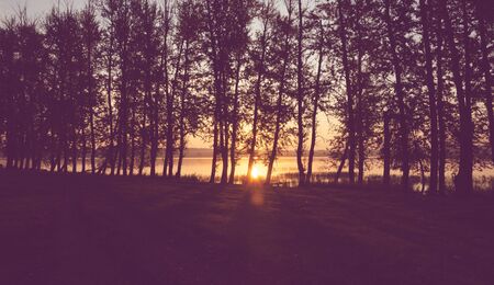 Sun shining through the tree branchesの写真素材