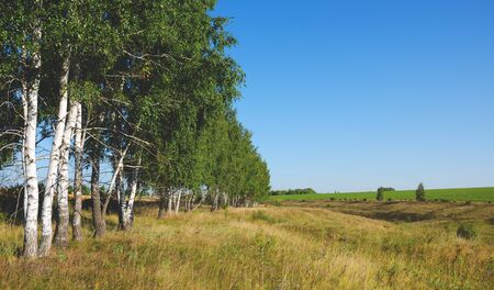 Beautiful view of birch trees and fields at sunrise.の写真素材