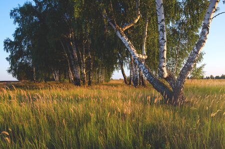 Birch trees at sunsetの写真素材
