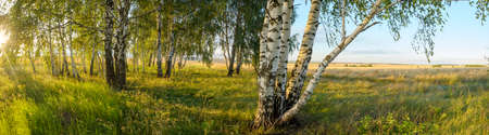 Sunny summer scene with birch trees during sunsetの写真素材