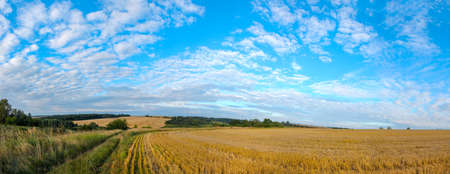 Beautiful summer panoramic view of rural road and blue sky over the empty golden field at sunrise