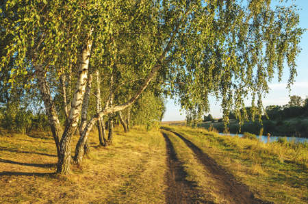 Summer rural landscape with ground road and birch trees during sunset.