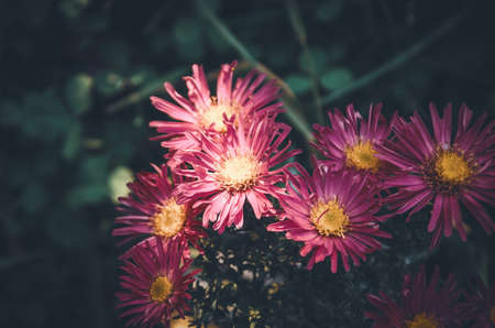 Sunny scene with red aster flowers growing in gardenの写真素材