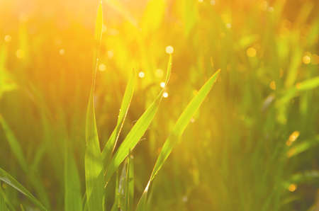 Sunny spring nature morning scene.Fresh wet green grass on meadow during sunny morning.Warm golden...
