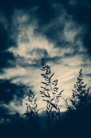 Silhouettes of grass on a background of dark stormy clouds in ominous skyの写真素材