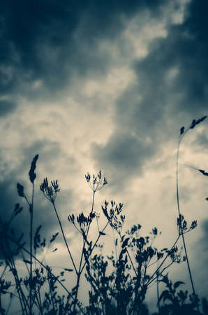 Silhouettes of grass on a background of dark stormy clouds in ominous skyの写真素材