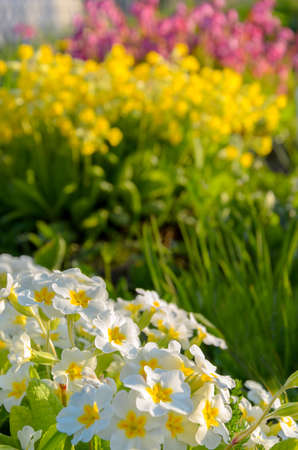Sunny spring or summer garden scene.Close up of delicate white primula or primrose flowers.Flower arrangement.Garden flowerbed at sunset.Concept of floriculture.の写真素材