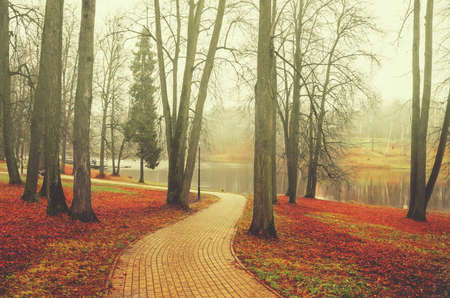 Late autumn nature landscape.Alley in empty park with bare trees and red fallen leaves during foggy...