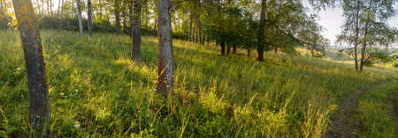 Bright summer scene with trees in forest during sunny morningの写真素材