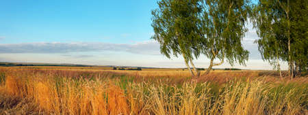 Summer landscape with wheat fields and birch trees at sunset