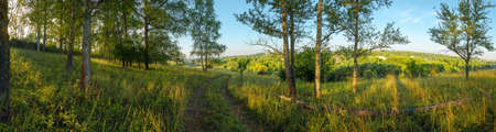 Bright summer scene with rural road and trees in forest during sunny morningの写真素材