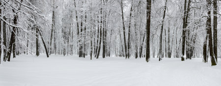 Serene winter landscape with snow covered trees in the park during heavy snowfall.の写真素材