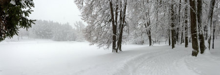 Serene winter landscape with snow covered trees in the park during heavy snowfall.の写真素材