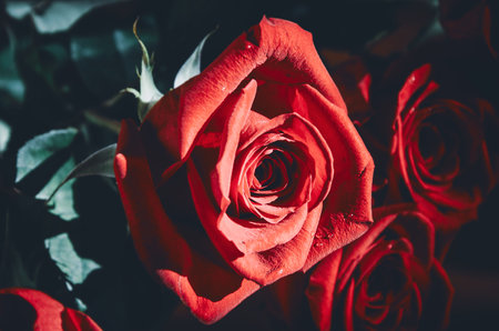 Beautiful red rose flowers with water drops on a blurred background.の写真素材