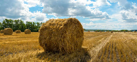 Sunny rural landscape with hay bales in farm field after harvestingの写真素材