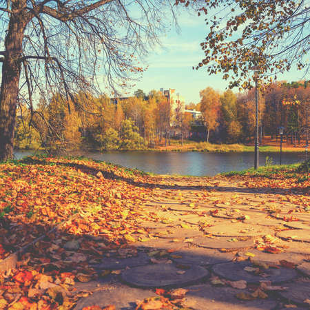 Sunny october landscape with yellow and orange autumn leaves.の写真素材