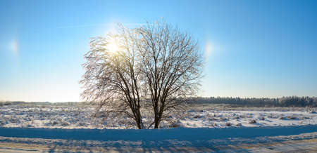 Sunny winter landscape with bare tree and halo effect natural phenomenon in blue sky during frosty january morningの写真素材