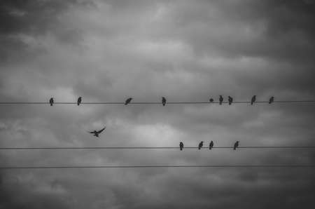 Black and white photography of wild birds sitting on the wires on a background of dark stormy clouds in dramatic gray skyの写真素材