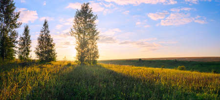 Summer morning rural landscape with trees and fields at sunriseの写真素材