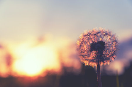 Beautiful calm spring scene with fluffy dandelion flower on a background of colorful sunset sky and setting sun.の写真素材