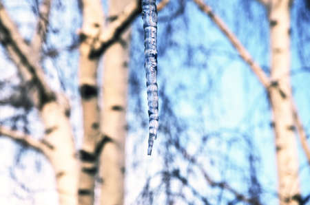 Springtime scene. Hanging melting icicle on a background of white birch trunks and blue sky during sunny spring morning.の写真素材