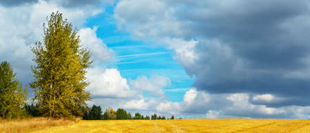 Summer rural landscape with beautiful blue sky over the golden farm fields and treesの写真素材