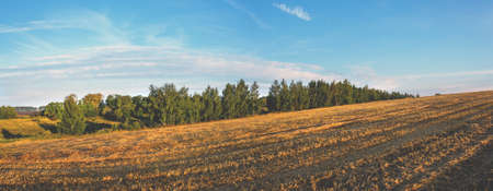Serene summer rural landscape with green trees and golden farm fields at sunrise.の写真素材