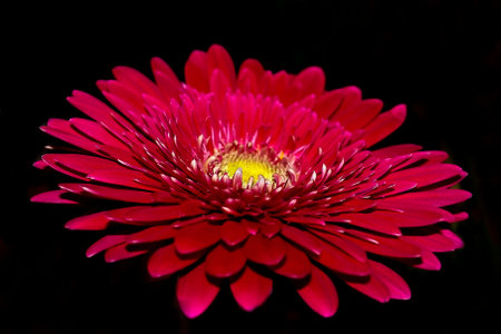  pink, gerbera, flowerの写真素材