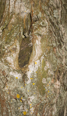 texture of old tree bark with moss close up