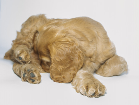 very cute playful puppy English Cocker Spanielの写真素材